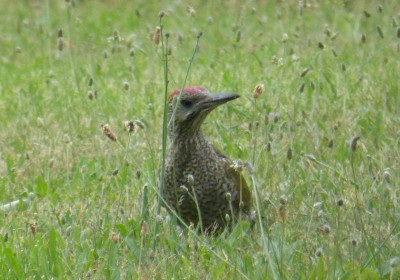 2016-07-12 Gartenvögel Grünspecht 3.jpg