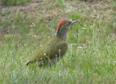 2016-07-12 Gartenvögel Grünspecht 4.jpg