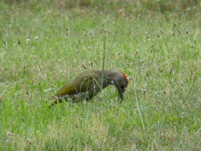 2016-07-12 Gartenvögel Grünspecht 5.jpg