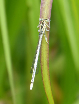 2016-07-12 Insekten Libelle 2.jpg