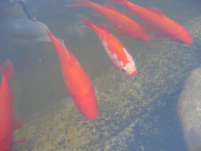Goldfische.JPG