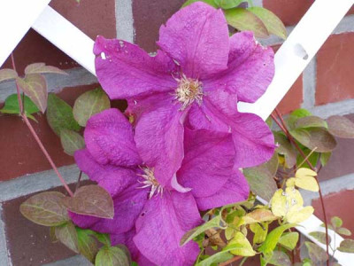 clematis_rahvarinne.JPG