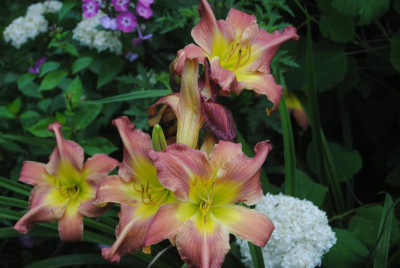 juni 054.jpg