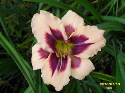 Juris Fancy Eye 2016.jpg