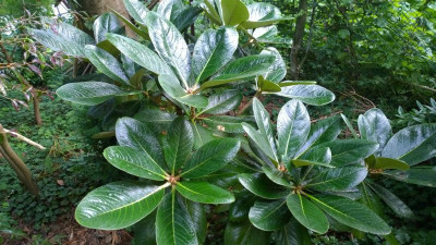 WP_20160712_019 Rhododendron basilicum TH2937.jpg