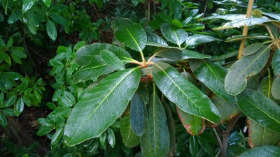 WP_20160712_009 Rhododendron falconeri Bu139.jpg