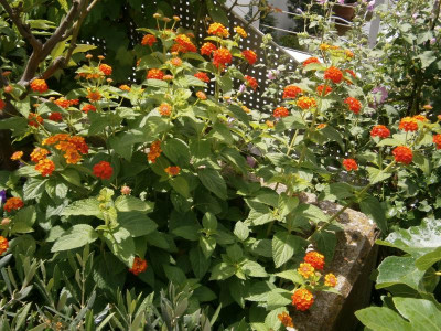 Lantana 002.JPG
