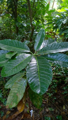 WP_20160712_016 Rhododendron macabeanum NAPE 027.jpg