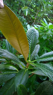WP_20160712_012 Rhododendron kesangiae var.album KCSH0382.jpg