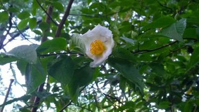 WP_20160712_006 Stewartia pseudocamellia var.koreana.jpg