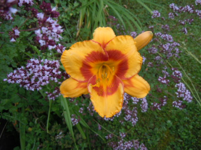 blumen 010.JPG