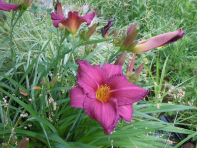 blumen 012.JPG
