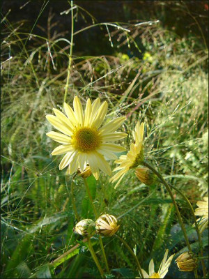 Chrysanthemum_Mary_Stocker.jpg