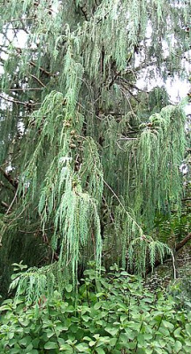 Cupressus_cashmeriana_Trautmannsdorff.jpg