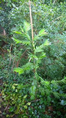 WP_20160713_084 Amentotaxus argotaenia.jpg