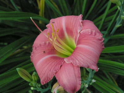 tagliliensämling rosa.JPG