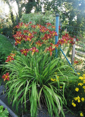 horst sämgl garten.JPG