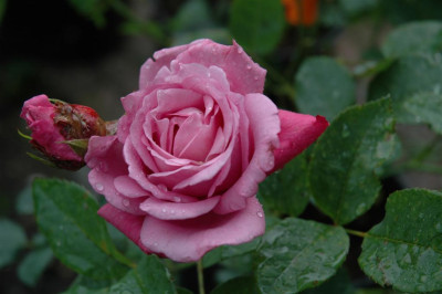 A1014_Large.JPG
