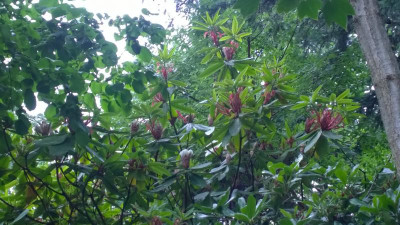 WP_20160713_075 Rhododendron auriculatum.jpg
