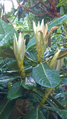 WP_20160713_124 Rhododendron sinogrande CCHH 8079.jpg