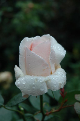 A1018_Large.JPG