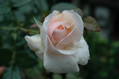 A1020_Large.JPG