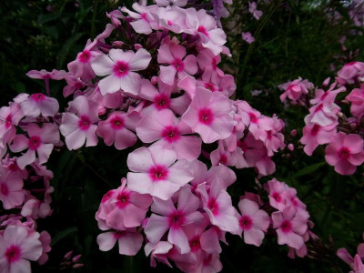 32.Sä.Rosa Farbspiel_Ga 2_RIMG1577.jpg