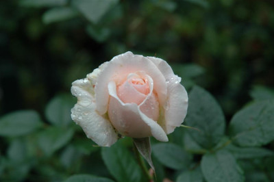 A1019_Large.JPG