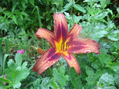 Brown Witch_3876.jpg