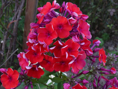 136.Sä.2014_Ga 2_P1130630.JPG