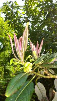 WP_20160713_126 Rhododendron excellens KR 1880.jpg