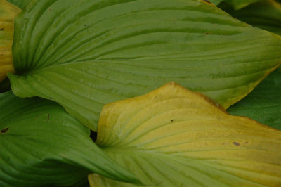 A1017_Large.JPG