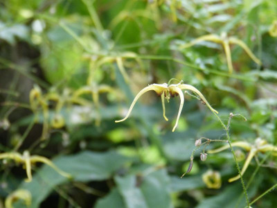 2016-07-12 Epimedium 'The Giant'.jpg