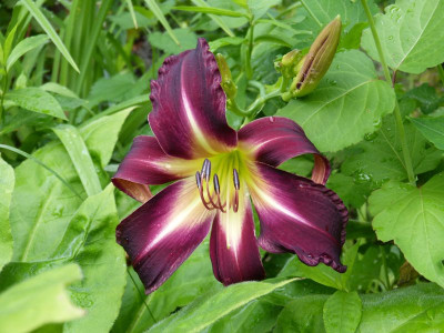 2016-07-13 Hemerocallis Sämling Hohls.jpg