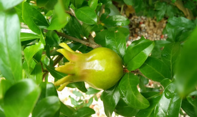Punica_Prov130716a.jpg