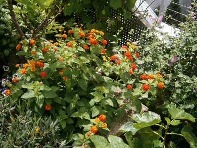 Lantana 001.JPG