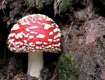 Fliegenpilz-0906.jpg