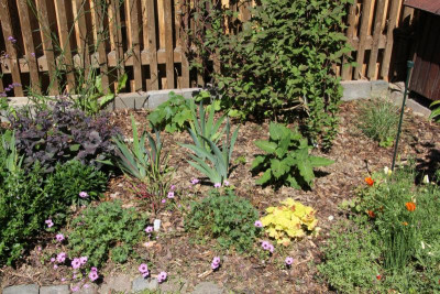 Neues Beet rechts  Juli IMG_8239.jpg