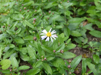 2016-07-14 Aster ageratoides var. adustus 'Nanus'.jpg