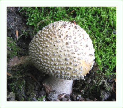 PILZ_MO_0409_III.jpg