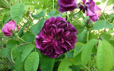 rosa ch.de.mills.jpg