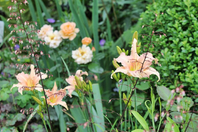 Hemerocallis 'Luxury Lace'.JPG