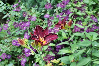 Hemerocallis Ed Murray.JPG