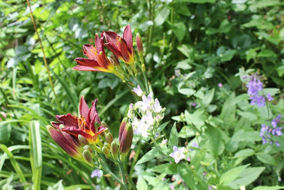 Hemerocallis Crawley Crow1.JPG