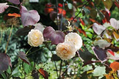 Rose Buff Beauty2.JPG