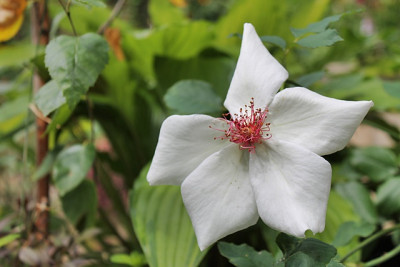 Rose White Wings2.JPG