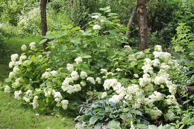 Hortensie Annabell.JPG