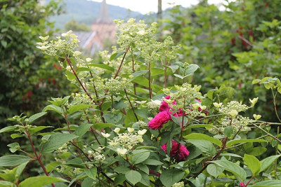 Hortensie Wims Red1.JPG
