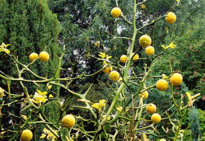 Poncirus-trifoliata-06.jpg