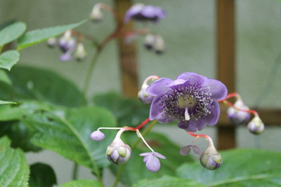 Deinanthe caerulea dkl. F..JPG